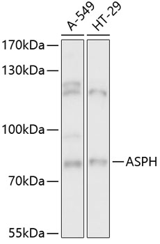 ASPH Polyclonal Antibody