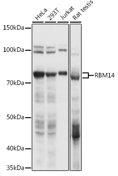 RBM14 Polyclonal Antibody