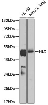 HLX Polyclonal Antibody