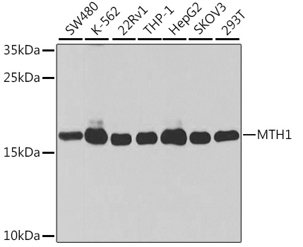 [KO Validated] NUDT1 Polyclonal Antibody