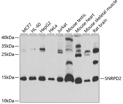 SNRPD2 Polyclonal Antibody