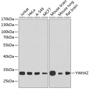YWHAZ Polyclonal Antibody