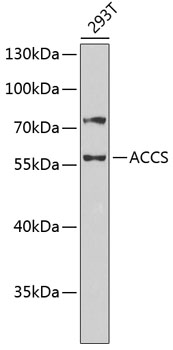 ACCS Polyclonal Antibody
