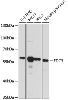 EDC3 Polyclonal Antibody