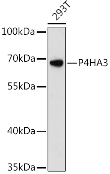 P4HA3 Polyclonal Antibody