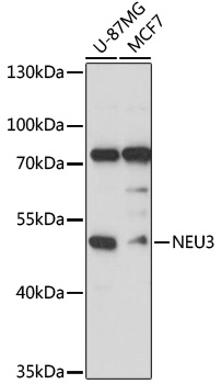 NEU3 Polyclonal Antibody