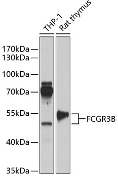 FCGR3B Polyclonal Antibody