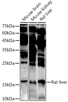ASCL4 Polyclonal Antibody
