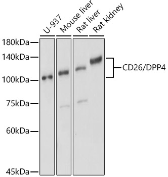 DPP4 Polyclonal Antibody