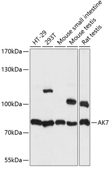 AK7 Polyclonal Antibody