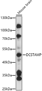 DCSTAMP Polyclonal Antibody