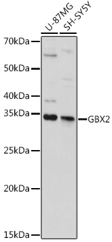 GBX2 Polyclonal Antibody