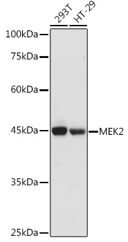 [KO Validated] MAP2K2 Polyclonal Antibody