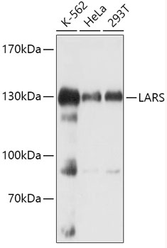 LARS Polyclonal Antibody