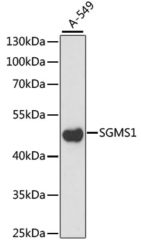 SGMS1 Polyclonal Antibody
