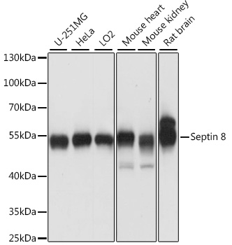 SEPT8 Polyclonal Antibody