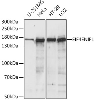 EIF4ENIF1 Polyclonal Antibody