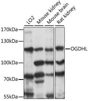 OGDHL Polyclonal Antibody