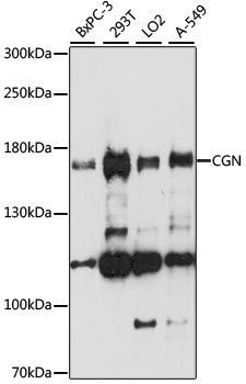 CGN Polyclonal Antibody