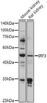 IRF3 Polyclonal Antibody