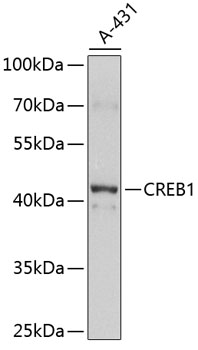 CREB1 Polyclonal Antibody