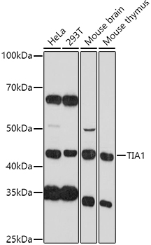 TIA1 Polyclonal Antibody