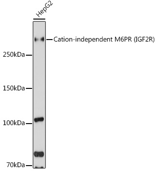 IGF2R Polyclonal Antibody