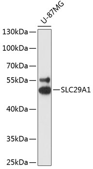 SLC29A1 Polyclonal Antibody