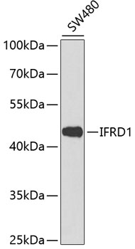 IFRD1 Polyclonal Antibody