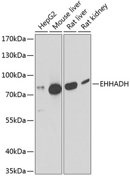 EHHADH Polyclonal Antibody