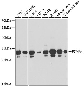PSMA4 Polyclonal Antibody