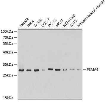 PSMA6 Polyclonal Antibody