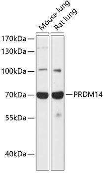 PRDM14 Polyclonal Antibody