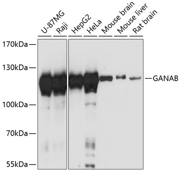 GANAB Polyclonal Antibody