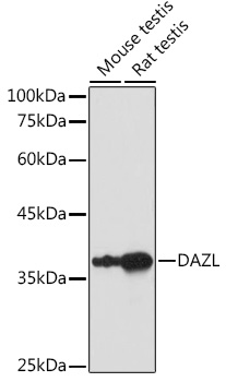 DAZL Polyclonal Antibody