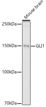 GLI1 Polyclonal Antibody