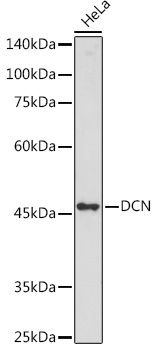 DCN Polyclonal Antibody