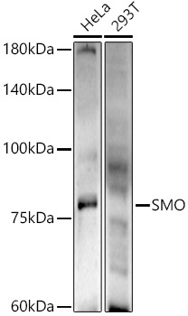 SMO Polyclonal Antibody