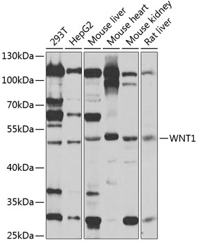 WNT1 Polyclonal Antibody