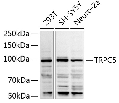 TRPC5 Rabbit Polyclonal Antibody