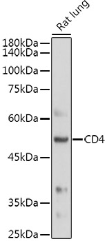 CD4 Rabbit Polyclonal Antibody