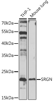 SRGN Rabbit Polyclonal Antibody