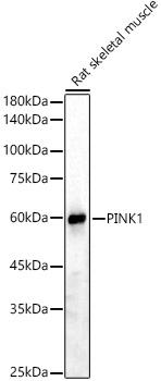 PINK1 Rabbit Polyclonal Antibody