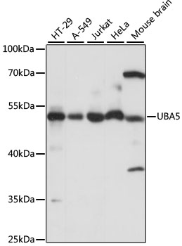 UBA5 Polyclonal Antibody