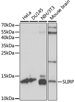 SLIRP Polyclonal Antibody