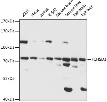 FCHSD1 Polyclonal Antibody