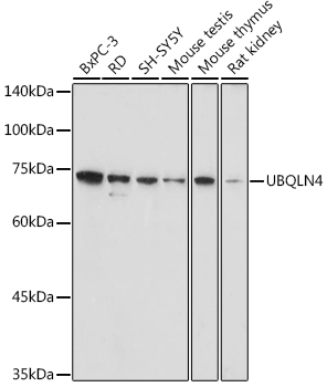UBQLN4 Polyclonal Antibody