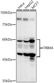 TRIM4 Polyclonal Antibody