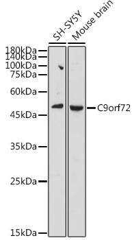 C9orf72 Polyclonal Antibody