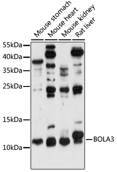 BOLA3 Polyclonal Antibody